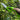 Battery powered lightweight cordless hedge trimmer for garden